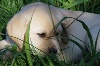  - Portée chiots labradors 2012 : echographie de gestation