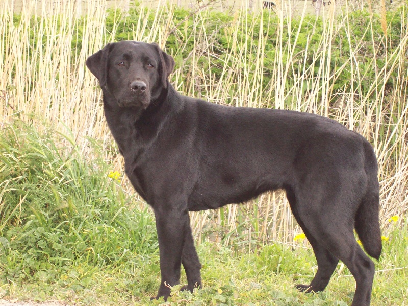 TR. CH. Black pearl Des monts d'arvey
