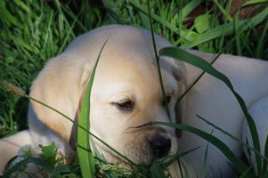 Portée : chiots labradors noir et sable