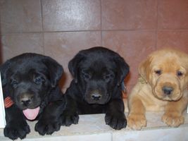 du Mazet de la Crau - Portée chiots labradors noir et sable