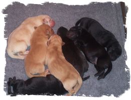 Portée 2014 : chiots labradors beaux et bons attendus