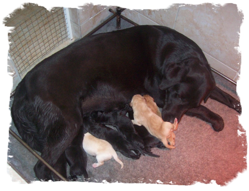 Chiots labradors 2009/2010