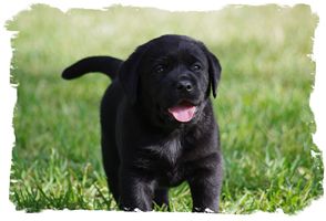 Chiots labradors 2011