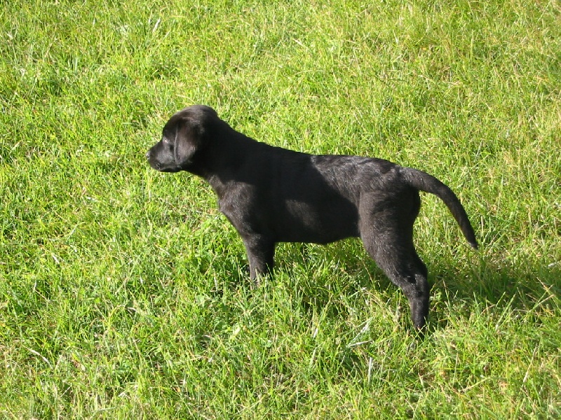 Black Pearl Des Monts d'Arvey