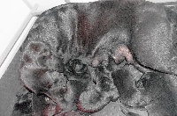 Mâle 3
